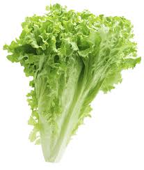 lettuce